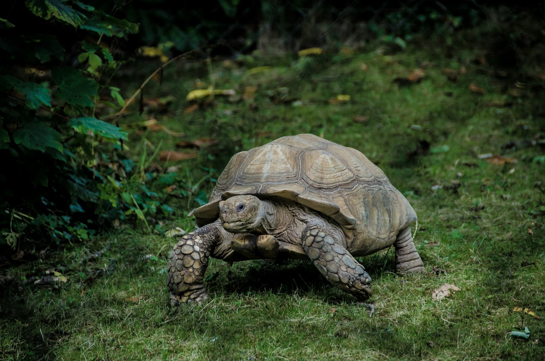 A tortoise walking across grass (photo: Luca Ambrosi, Unsplash)
